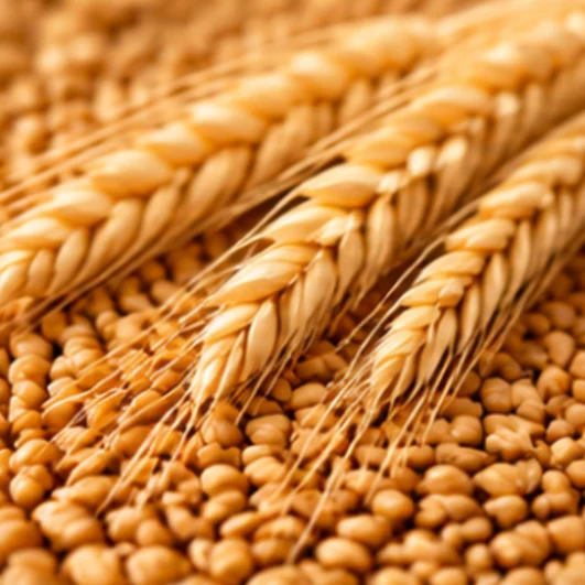 Golden wheat ears resting on a pile of wheat grains